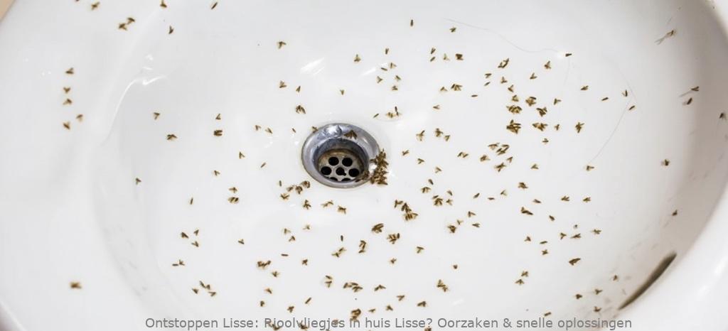 Rioolvliegjes in huis Lisse? Oorzaken & snelle oplossingen